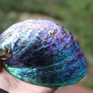 Abalone Shell