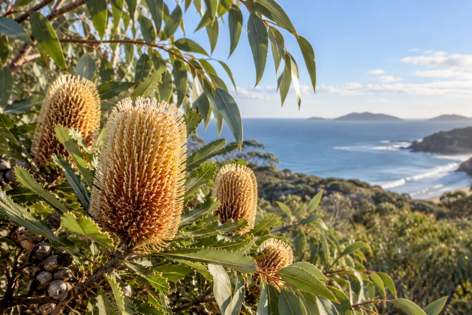 An artistic view of a cluster of flowering banksia and eucalyptus leaves in a natural coastal setting