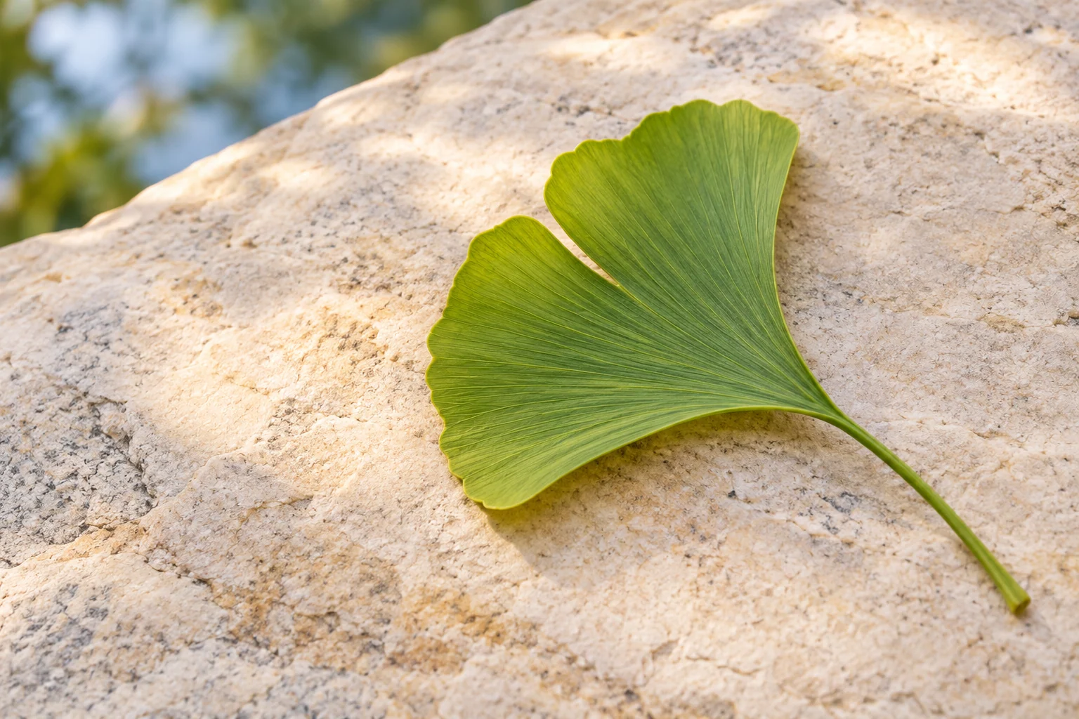 An artistic view of a delicately veined ginkgo leaf resting on warm pale stone