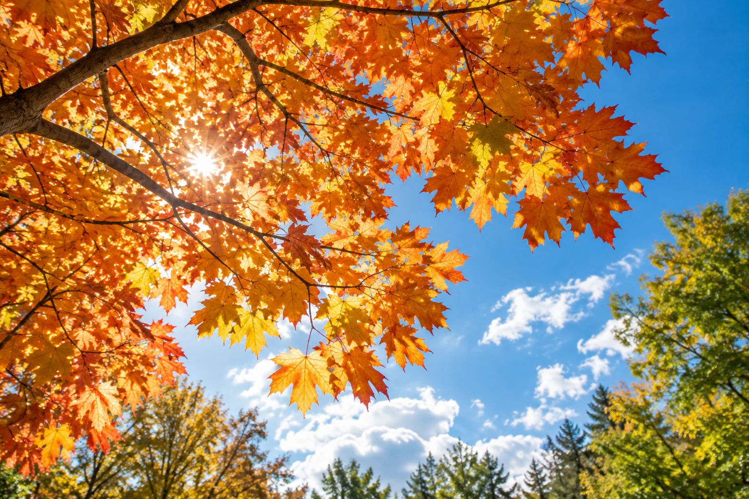 An artistic view of a sunlit canopy of orange and gold maple leaves viewed upward from beneath an autumn tree