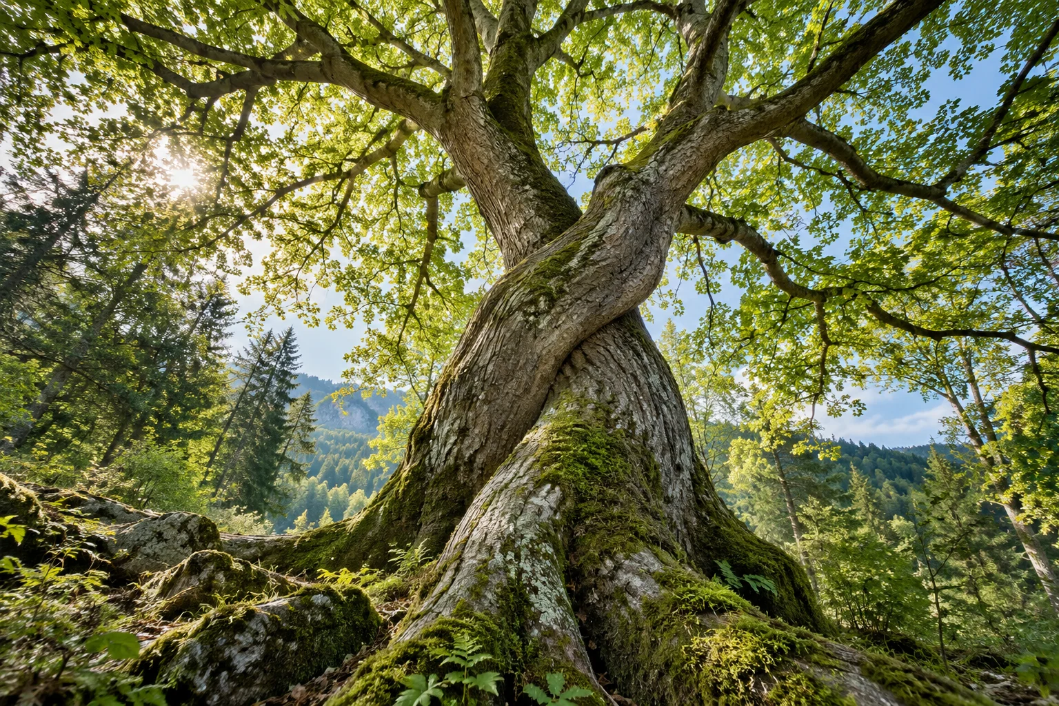 An artistic view of two interwoven old tree trunks growing in a lush green forest